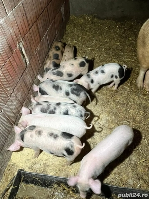Vând purcei  - imagine 4