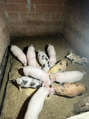 Vând purcei  - imagine 2