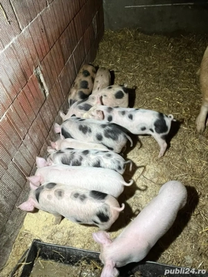 Vând purcei  - imagine 3