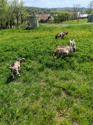 Vând 4 capre - imagine 2