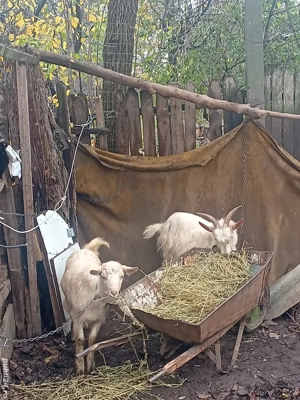 Top iada De vanzare Corabia Olt Nr3  6 milioane   