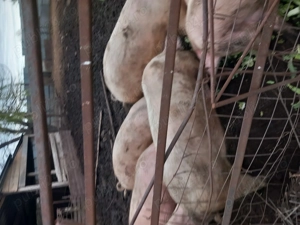 Vând porci crescuți în aer liber