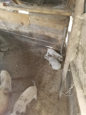 Purcei mangalita de vânzare  - imagine 2