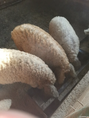 Purcei mangalita de vânzare  - imagine 3