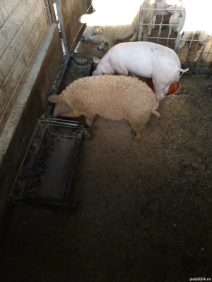 Purcei mangalita de vânzare  - imagine 5