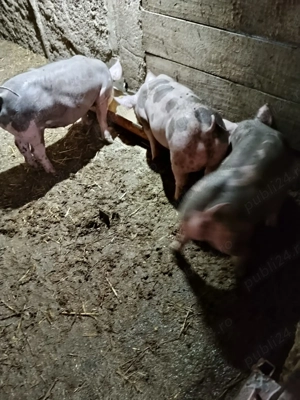 Vând scrofițe de reproducere 