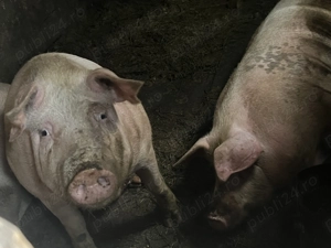 Se taie porc de 200kg