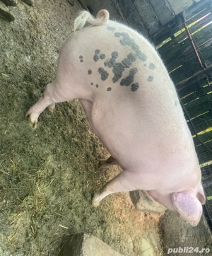 Vand porc   - imagine 3