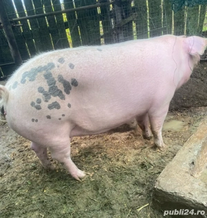 Vand porc   - imagine 2