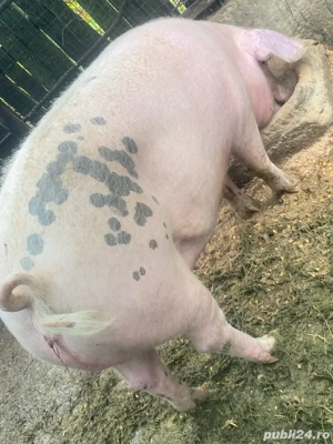 Vand porc   - imagine 4