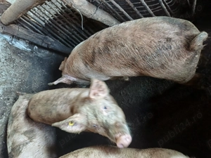 Vând porci și curcani - imagine 2