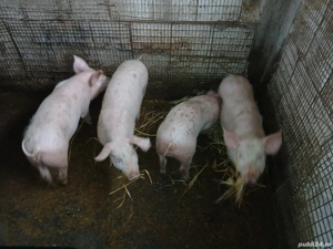 vand purcei 3 luni,40 kg+