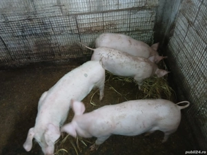 vand purcei 3 luni,40 kg+ - imagine 3