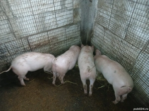 vand purcei 3 luni,40 kg+ - imagine 2