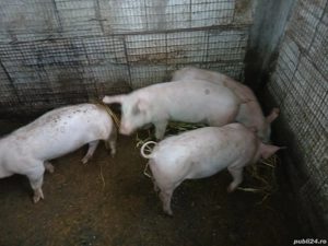 vand purcei 3 luni,40 kg+ - imagine 4