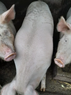 Vand porc  - imagine 3