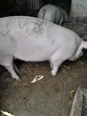 Vand porc  - imagine 2