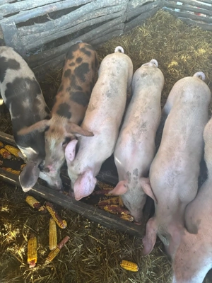 Porcide vanzare - scrofite si scroafa