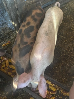 Porcide vanzare - scrofite si scroafa - imagine 3