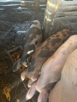 Porcide vanzare - scrofite si scroafa - imagine 2