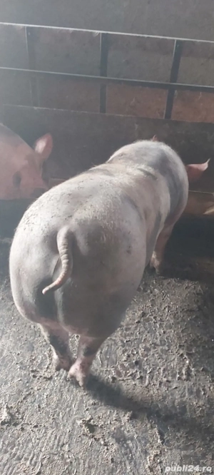 Porci în  carcasă  - imagine 2