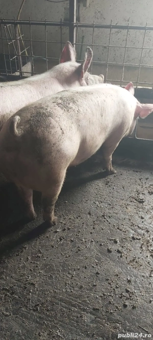 Porci în  carcasă  - imagine 3