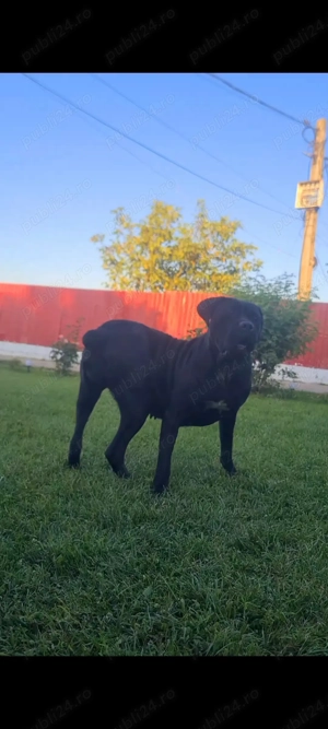 Femelă Cane corso...