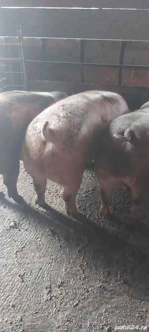 Porci în  carcasă  - imagine 4