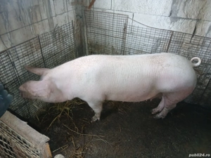 vând porci cu greutatea  intre 180 kg si 280 kg - imagine 5