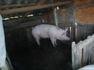 vând porci cu greutatea  intre 180 kg si 280 kg - imagine 3