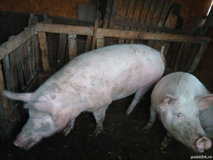 vând porci cu greutatea  intre 180 kg si 280 kg - imagine 2