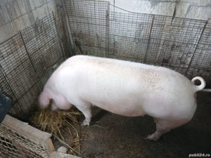vând porci cu greutatea  intre 180 kg si 280 kg - imagine 4