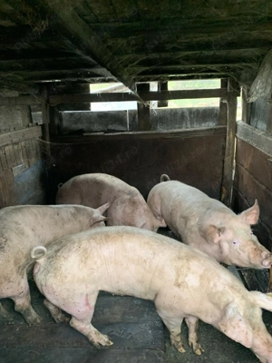 16 lei porci de vânzare 