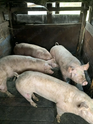 16 lei porci de vânzare  - imagine 2