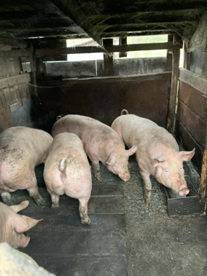 16 lei porci de vânzare  - imagine 3