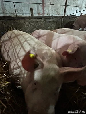 porci de vanzare - imagine 4