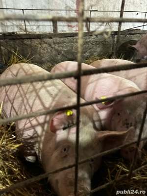 porci de vanzare - imagine 3