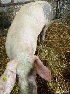 porci de vanzare - imagine 2