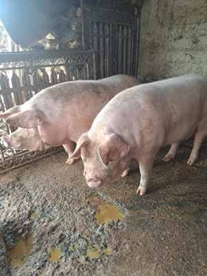 vând porci de casa 15 lei 