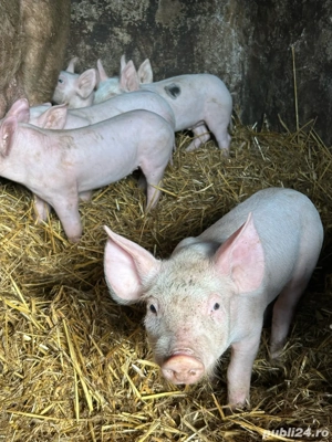 purcei de vanzare - imagine 4