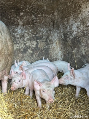 purcei de vanzare - imagine 3