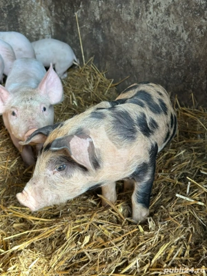 purcei de vanzare - imagine 2