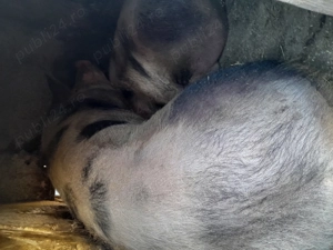 Porc de vanzare pietrain - imagine 2