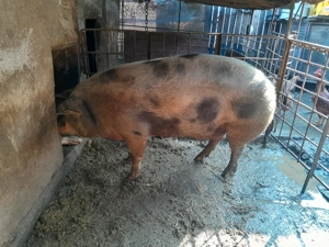 Porc de vanzare pietrain