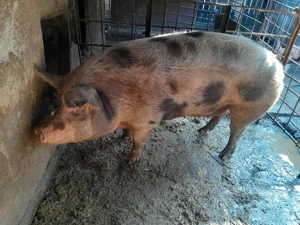 Porc de vanzare pietrain - imagine 3