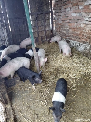 vand purcei marele alb si bazna