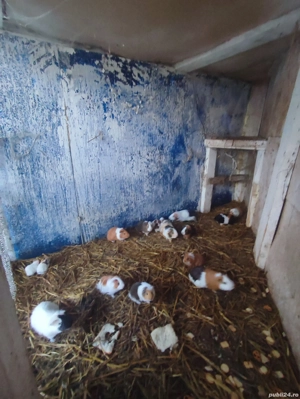 Ofer porcușori de Guineea sănătoși - imagine 2