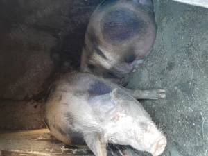 Porc de vanzare pietrain - imagine 5