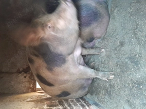 Porc de vanzare pietrain - imagine 6