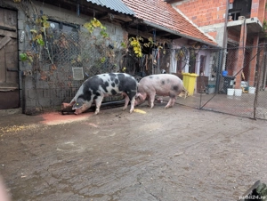 Porci de vanzare - imagine 5